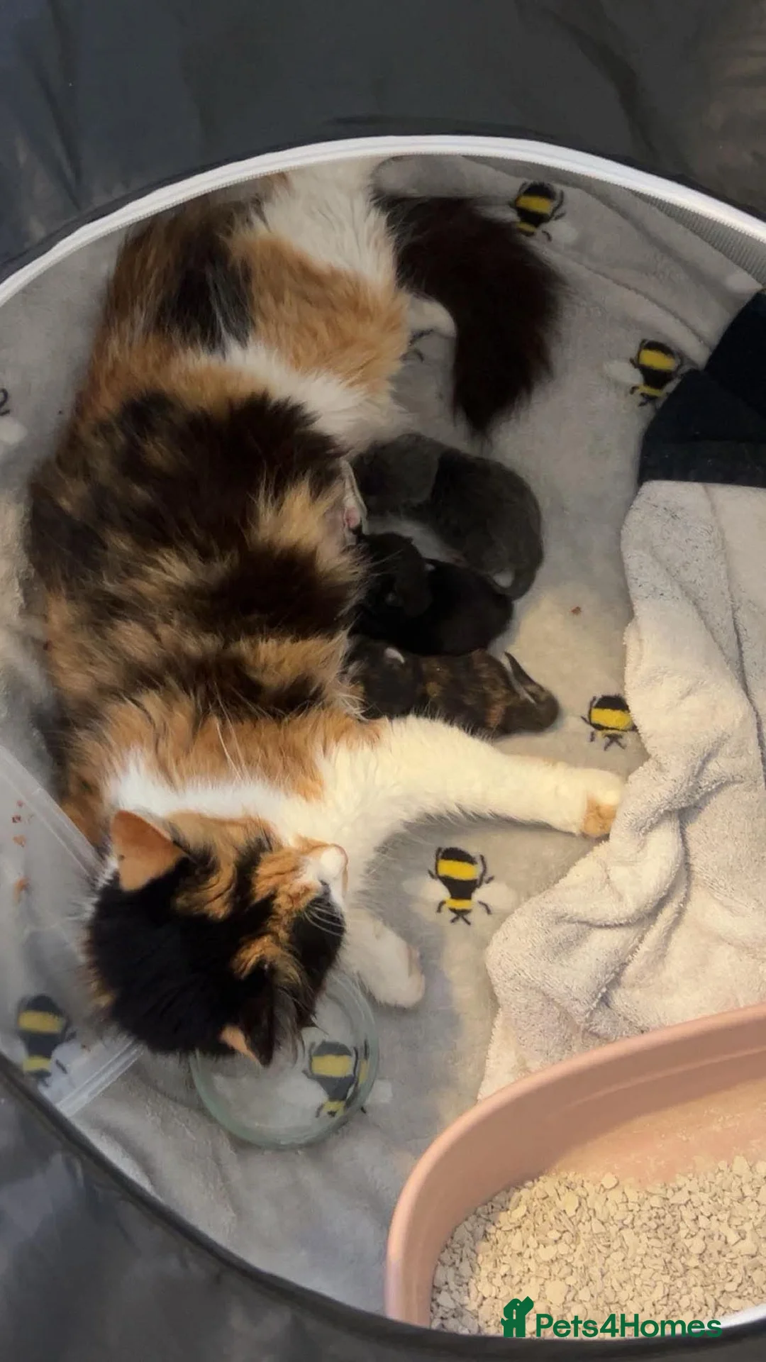 Mixed Breed cats for sale: 2 beautiful kittens for sale  in Drybrook - Advert 2