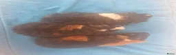 Guinea Pig rodents for sale: 3 purebred teddy boars Ready now - Advert 7