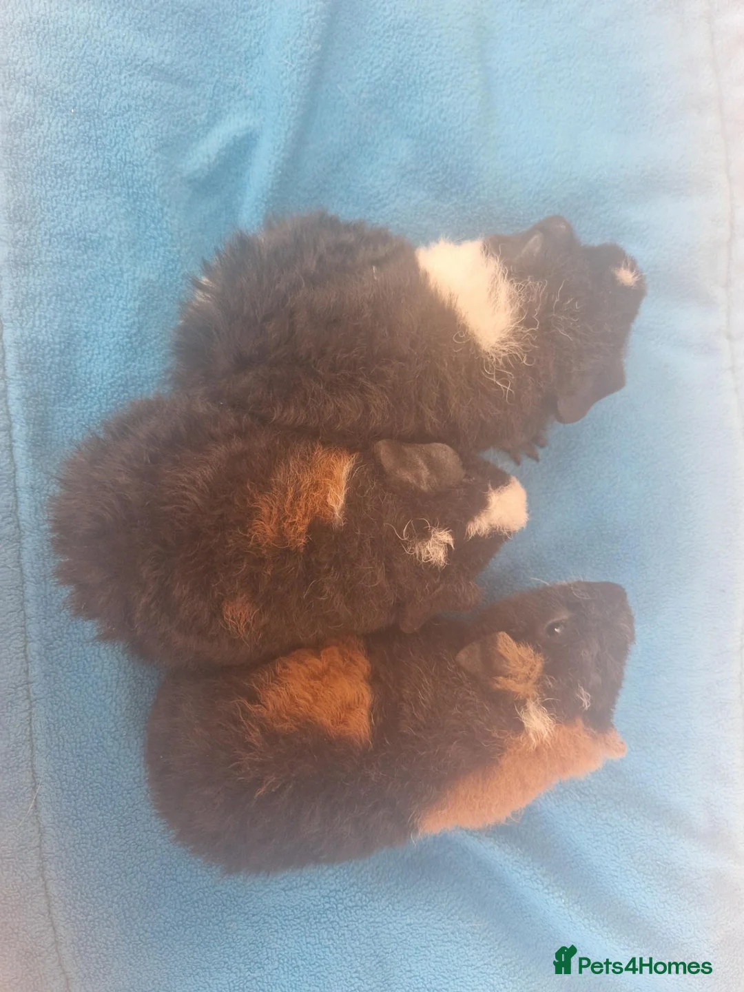 Guinea Pig rodents for sale: 3 purebred teddy boars Ready now - Advert 7