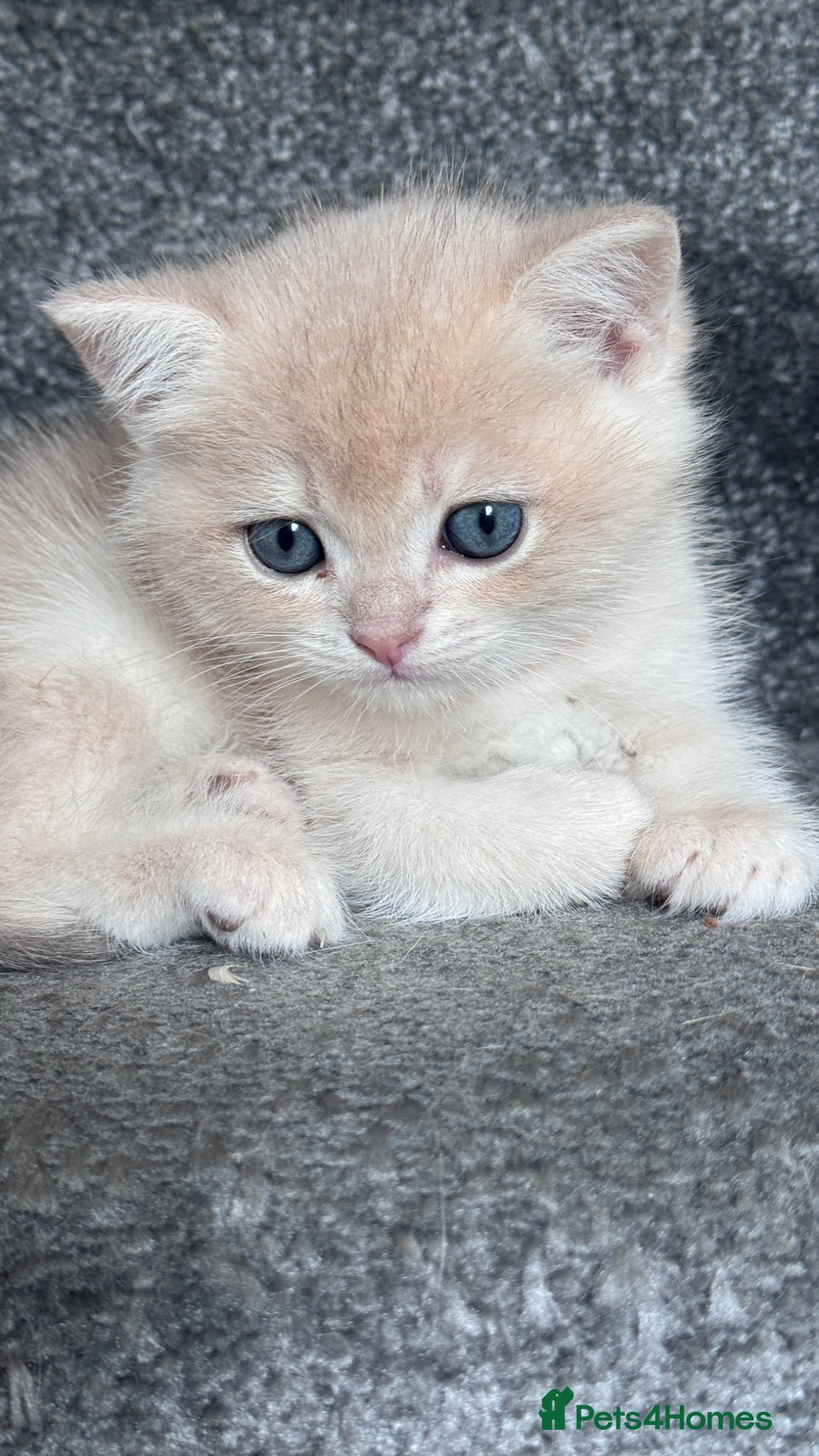 British Shorthair cats ADORABLE GCCF BSH CHOCOLATE GOLD KITTENS  - Advert 3