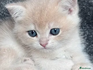British Shorthair cats ADORABLE GCCF BSH CHOCOLATE GOLD KITTENS - Advert 3