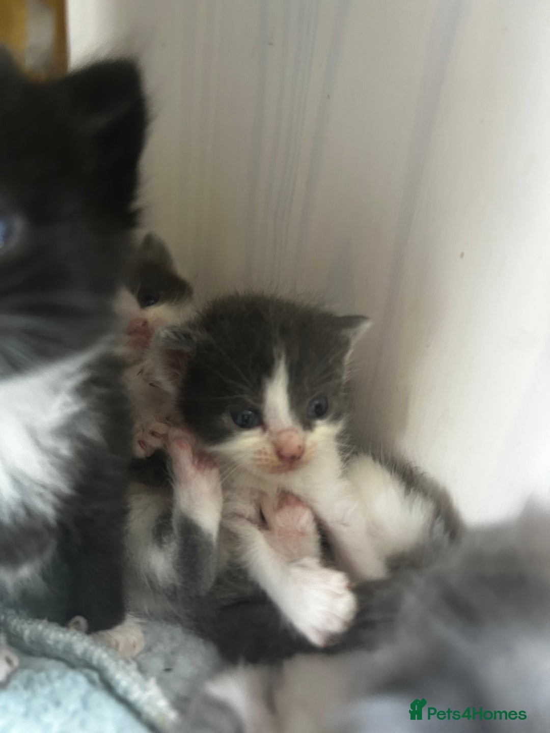 Mixed Breed cats for sale: Mixed breed kittens- Grey & white males and Tuxedo - Image 5