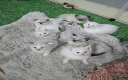 Ragdoll cats for sale: Pure ragdoll kittens for sale - Image 1
