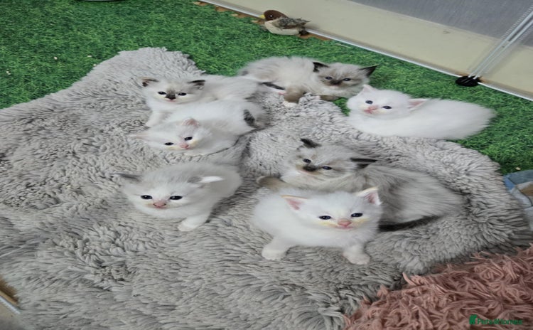 Ragdoll cats - Advert 13