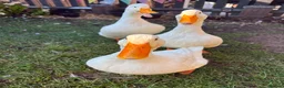Ducks poultry for sale: Aylesbury Ducks in Tonbridge - Advert 5
