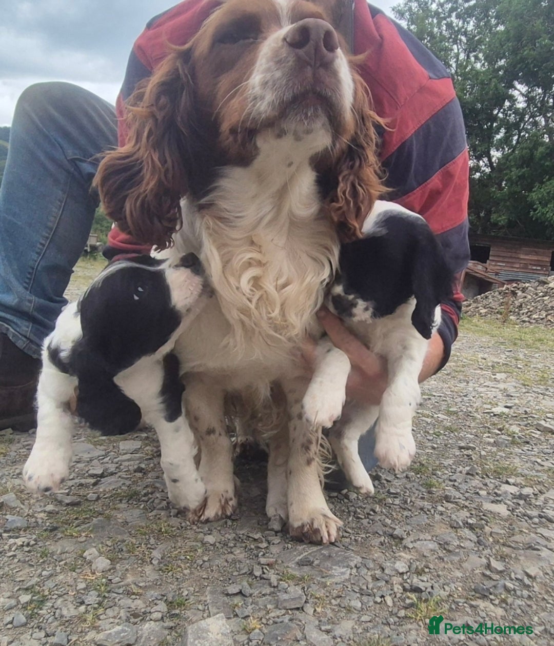 Mixed Breed dogs for sale: Springaliers - Image 7
