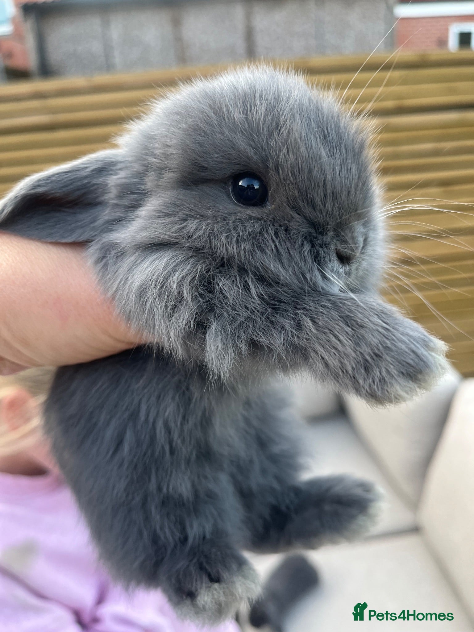 Mini Lop rabbits Mini lops beautiful bunnies 😍 - Advert 3