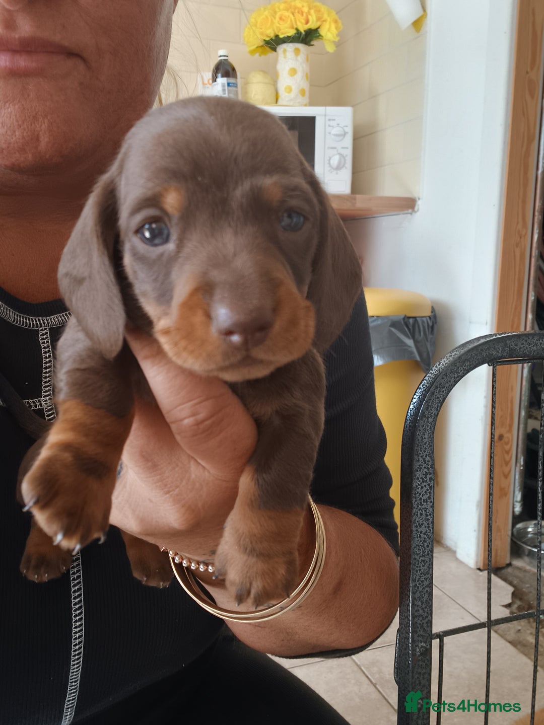 Dachshund dogs for sale: Miniature dachshunds  - Image 4