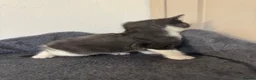 Mixed Breed cats for sale: 4 beautiful kittens ready in 4 weeks  - Advert 10