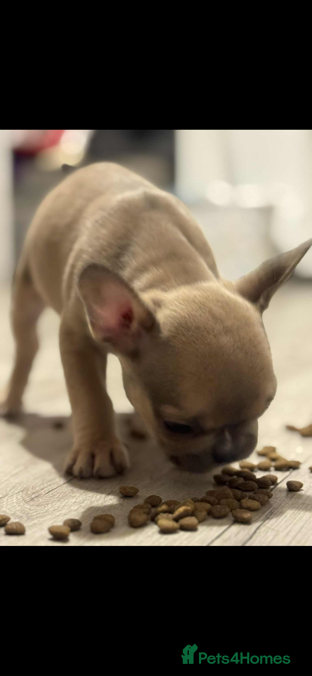 French Bulldog dogs for sale: French bulldog pups Ready & Reduced‼️ - Advert 24