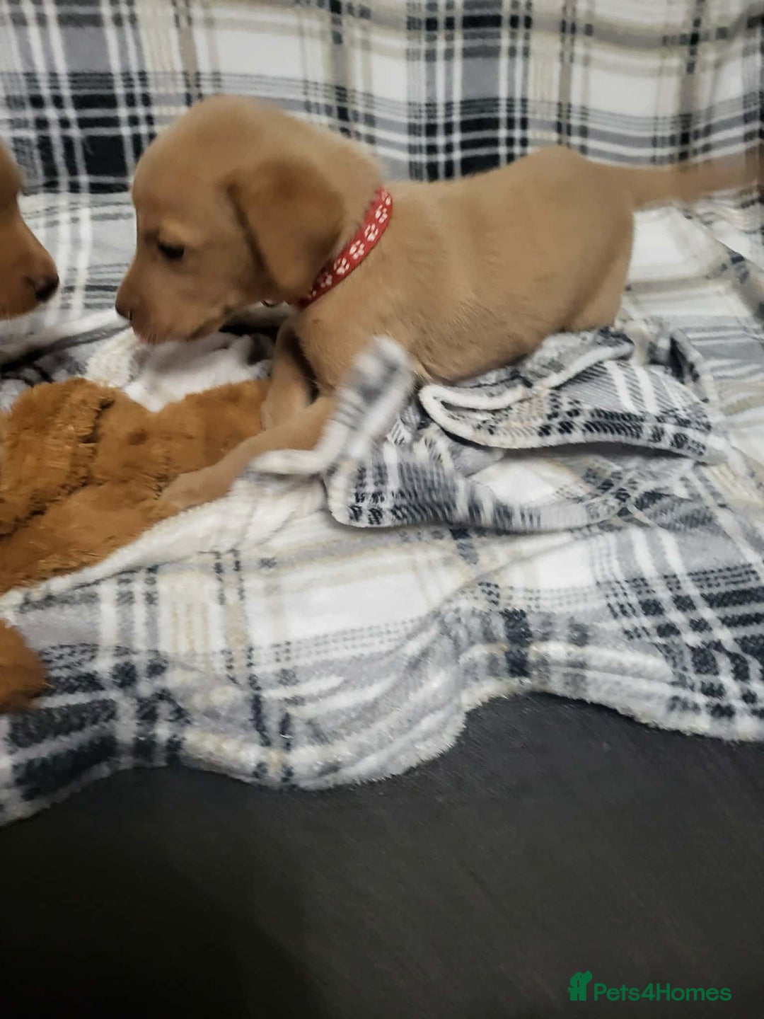 Labrador Retriever dogs for sale: KC registered labrador puppies - Advert 28