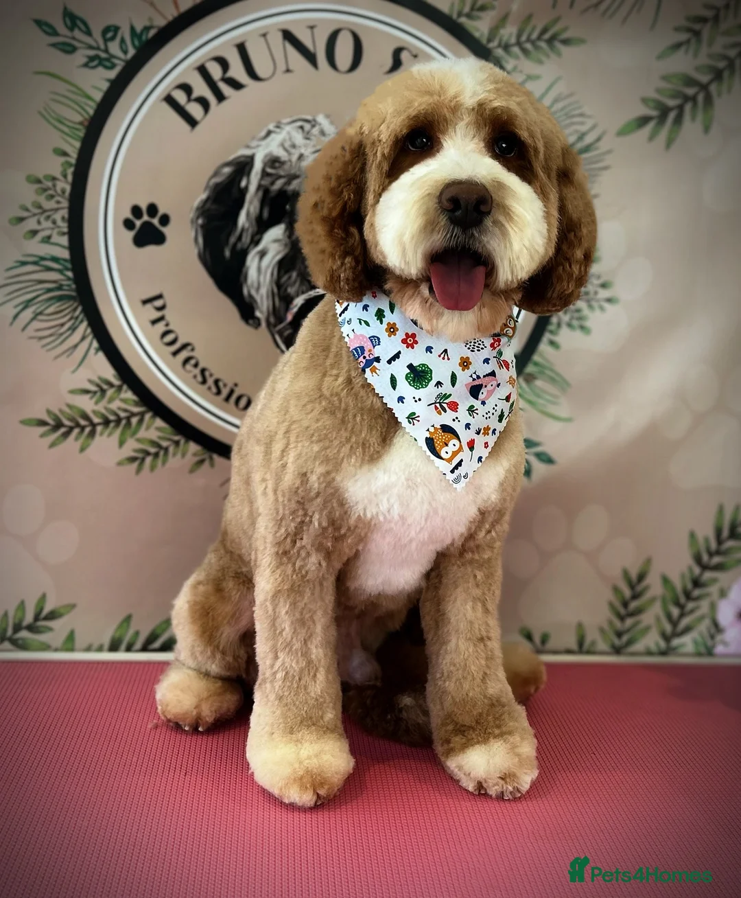 Double Doodle dogs for stud: Australian Double Doodle Stud in Swadlincote - Advert 1
