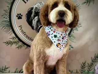 Double Doodle dogs Australian Double Doodle Stud in Swadlincote - Advert 2