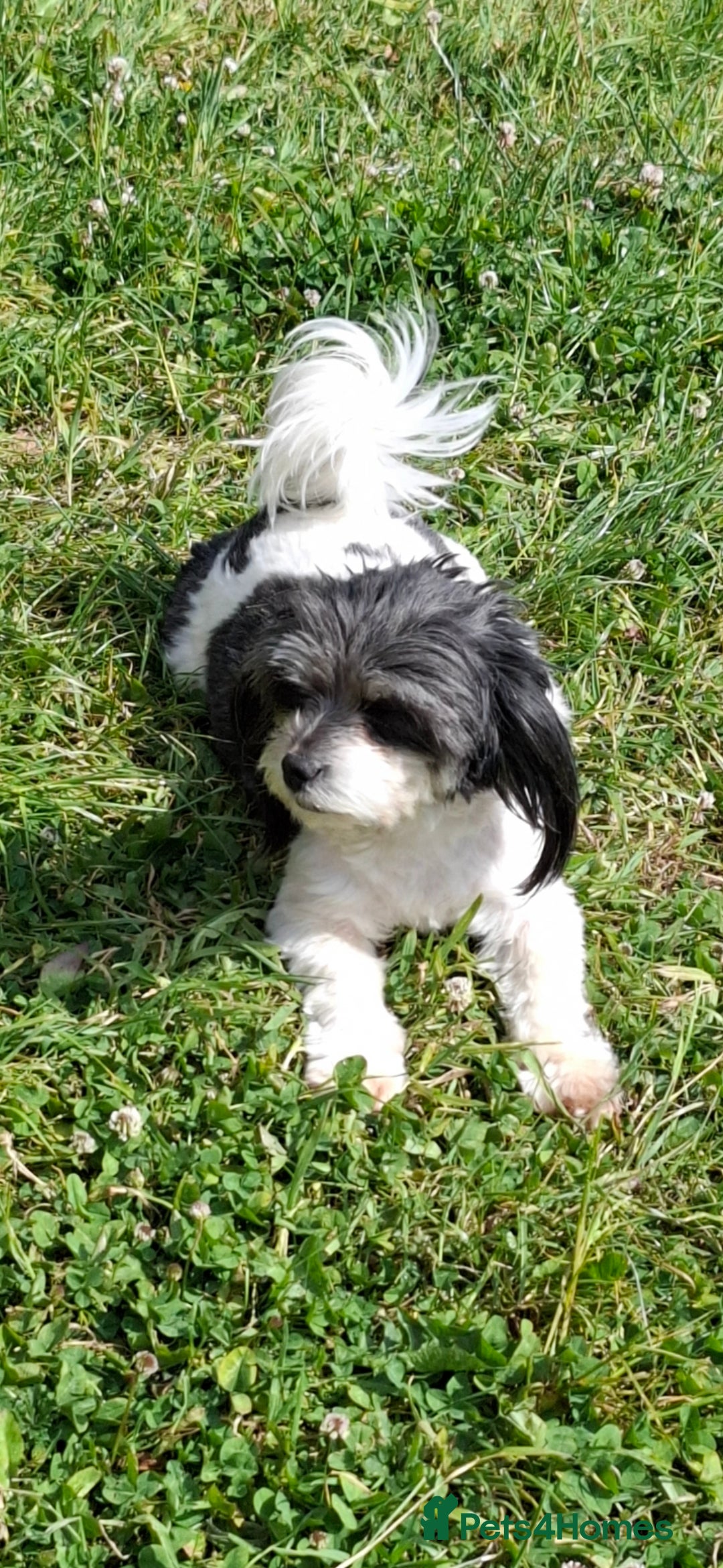 Mixed Breed dogs for sale: Male Lhasa Jack 11 weeks old - Image 14