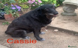 Mixed Breed dogs for sale: Urgently looking for homes  - Image 6