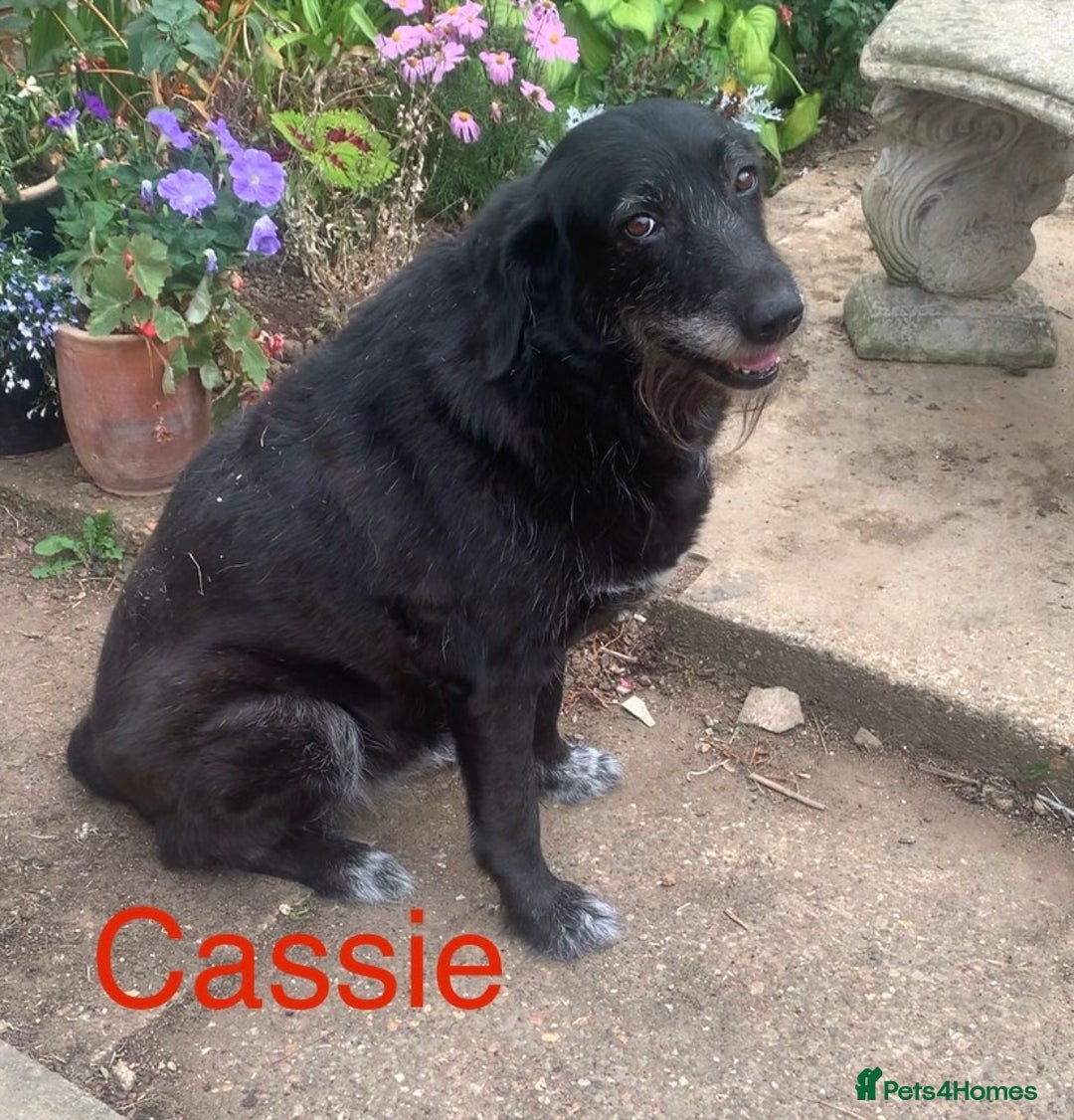 Mixed Breed dogs for sale: Urgently looking for homes  - Image 6
