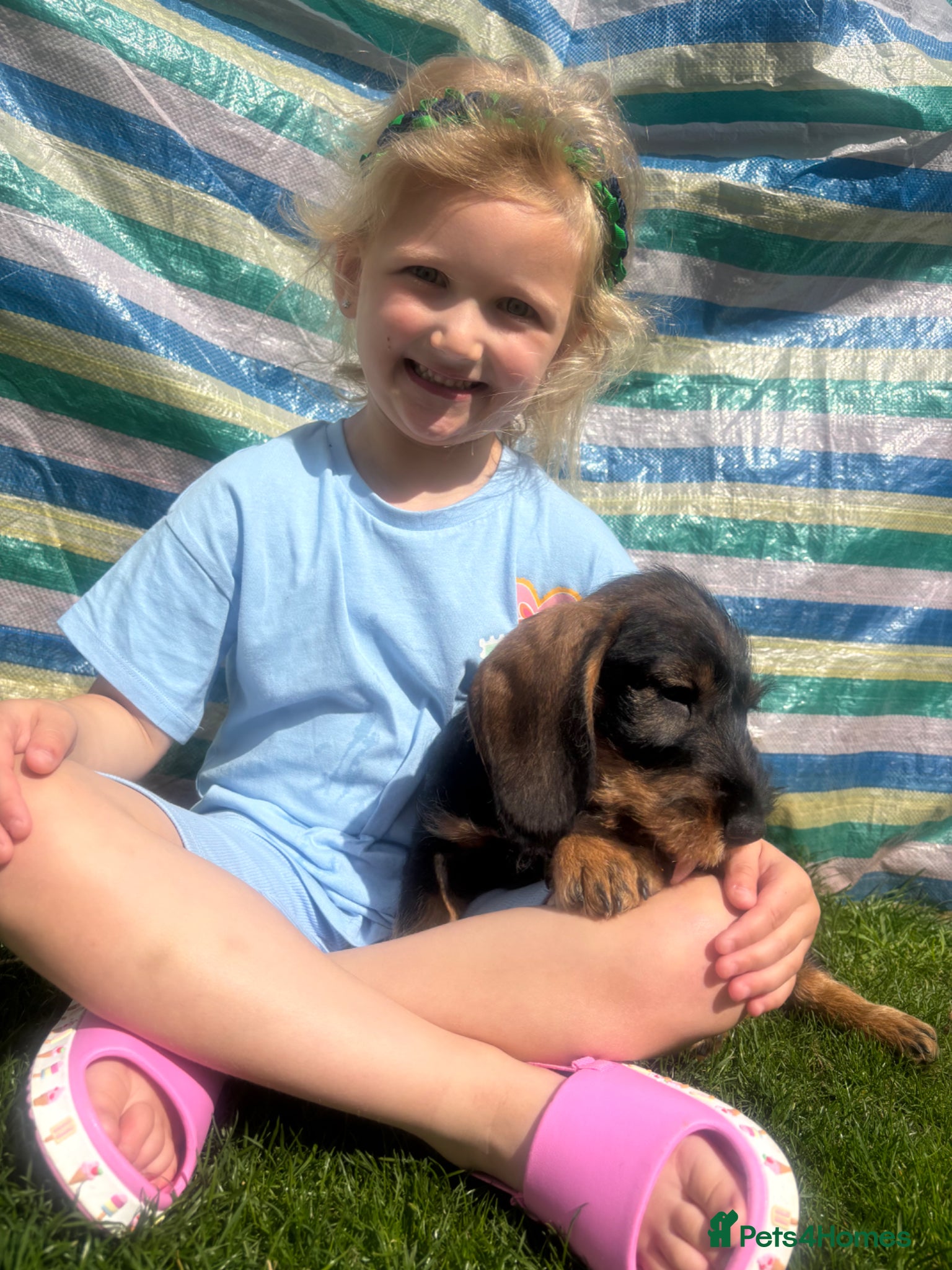 Dachshund dogs Only 1 boy left kc teckels  - Advert 1