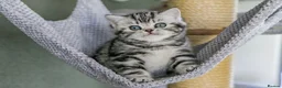British Shorthair cats for sale: Stunning marble British shorthair kittens - Advert 2