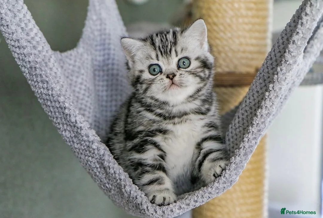 British Shorthair cats for sale: Stunning marble British shorthair kittens - Advert 2