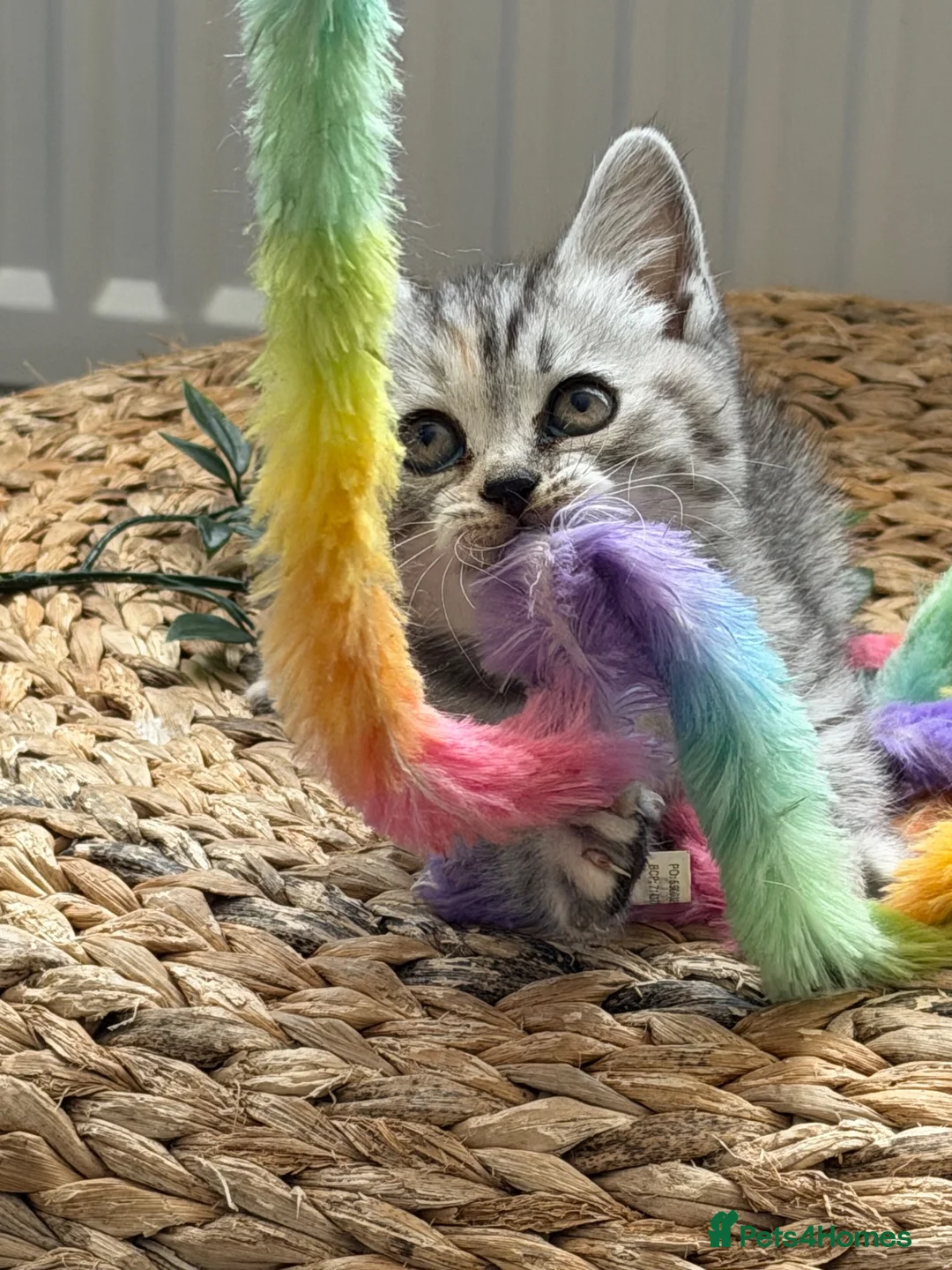 British Shorthair cats for sale: Gccf British shorthair kittens  - Advert 9