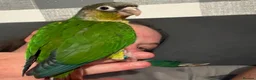 Conures birds for sale: Beautiful hand reared conure babies in Darlington - Advert 10