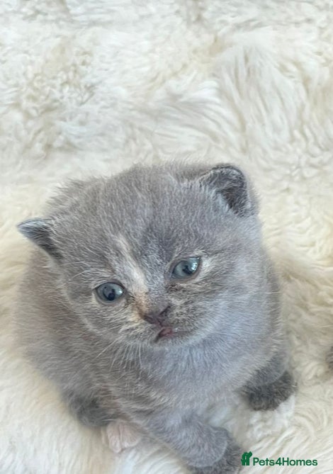British Shorthair cats British Shorthair Kittens TICA registered  - Advert 6