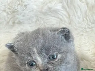 British Shorthair cats British Shorthair Kittens TICA registered - Advert 1