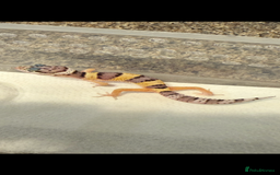Leopard Gecko reptiles for sale: Baby Leopard geckos - Image 6