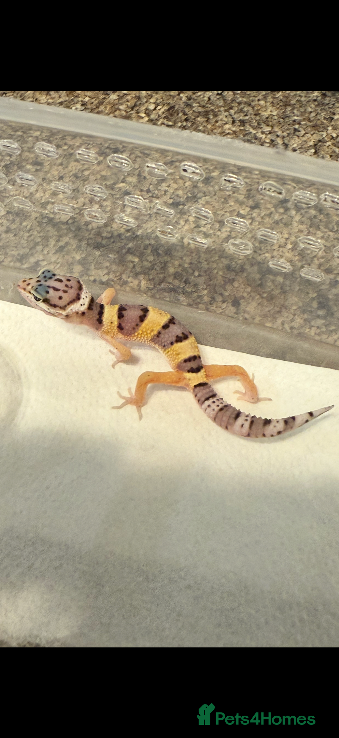 Leopard Gecko reptiles for sale: Baby Leopard geckos - Image 6