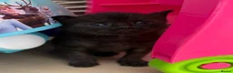 Mixed Breed cats for sale: Beautiful hand reared kittens - Advert 4