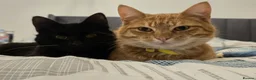 British Shorthair cats for sale: George cutie - Advert 6
