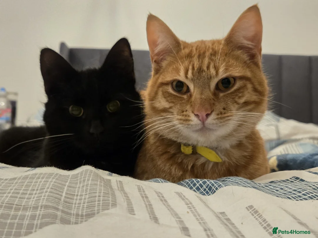 British Shorthair cats for sale: George cutie - Advert 6