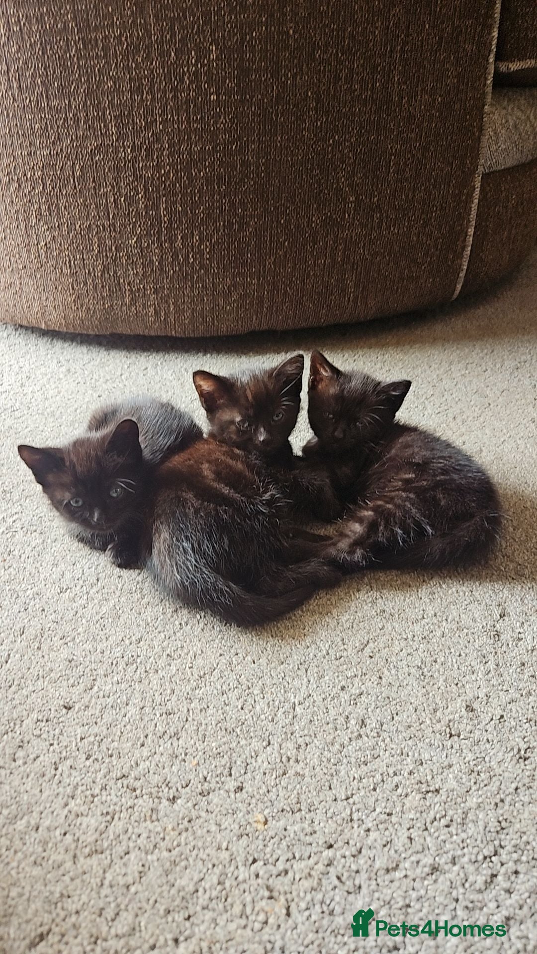 Mixed Breed cats X 3 British blue Bengal Kittens  - Advert 1