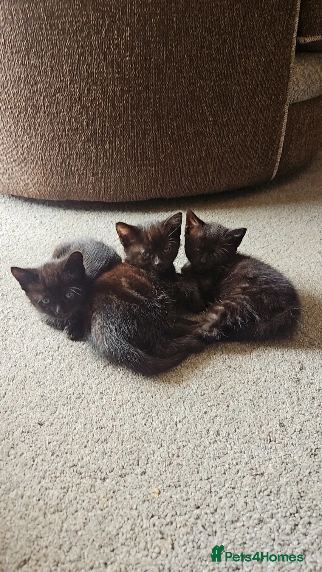 Mixed Breed cats for sale: X 3 British blue Bengal Kittens  - Advert 1