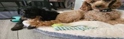 Cockapoo dogs for sale: licensed breeder, 1 BOY available for loving home - Advert 20