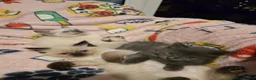 Ragdoll cats for sale: Gorgeous half ragdolls - Advert 1