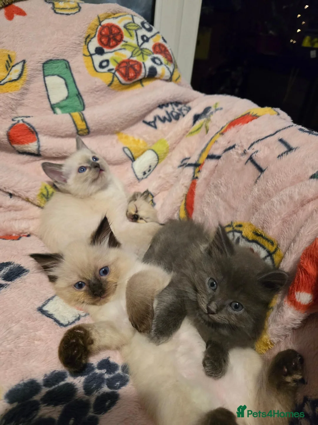 Ragdoll cats for sale: Gorgeous half ragdolls - Advert 1