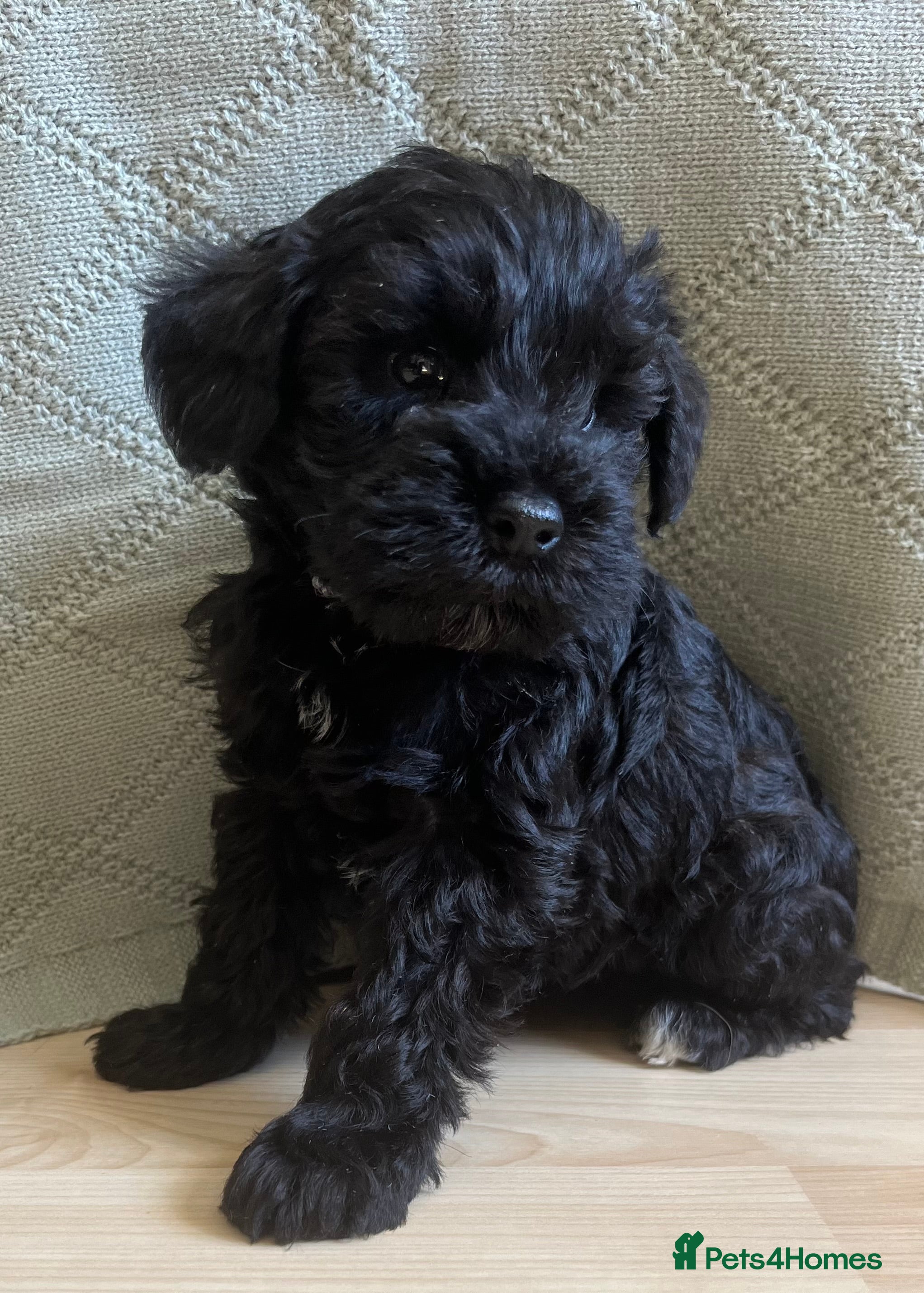 Schnoodle dogs Schnoodle pups for sale. Ready 11th October.  - Advert 2
