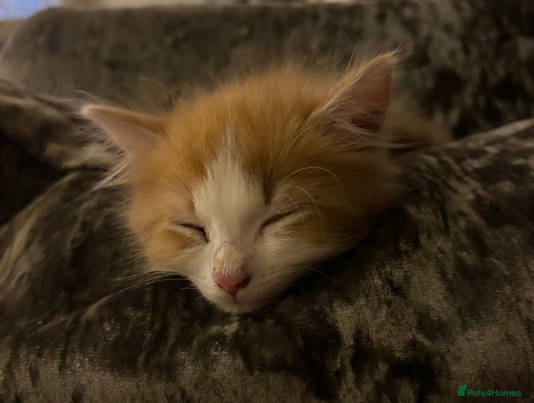 Mixed Breed cats for sale: Fluffy Ginger & White Kittens  - Image 5