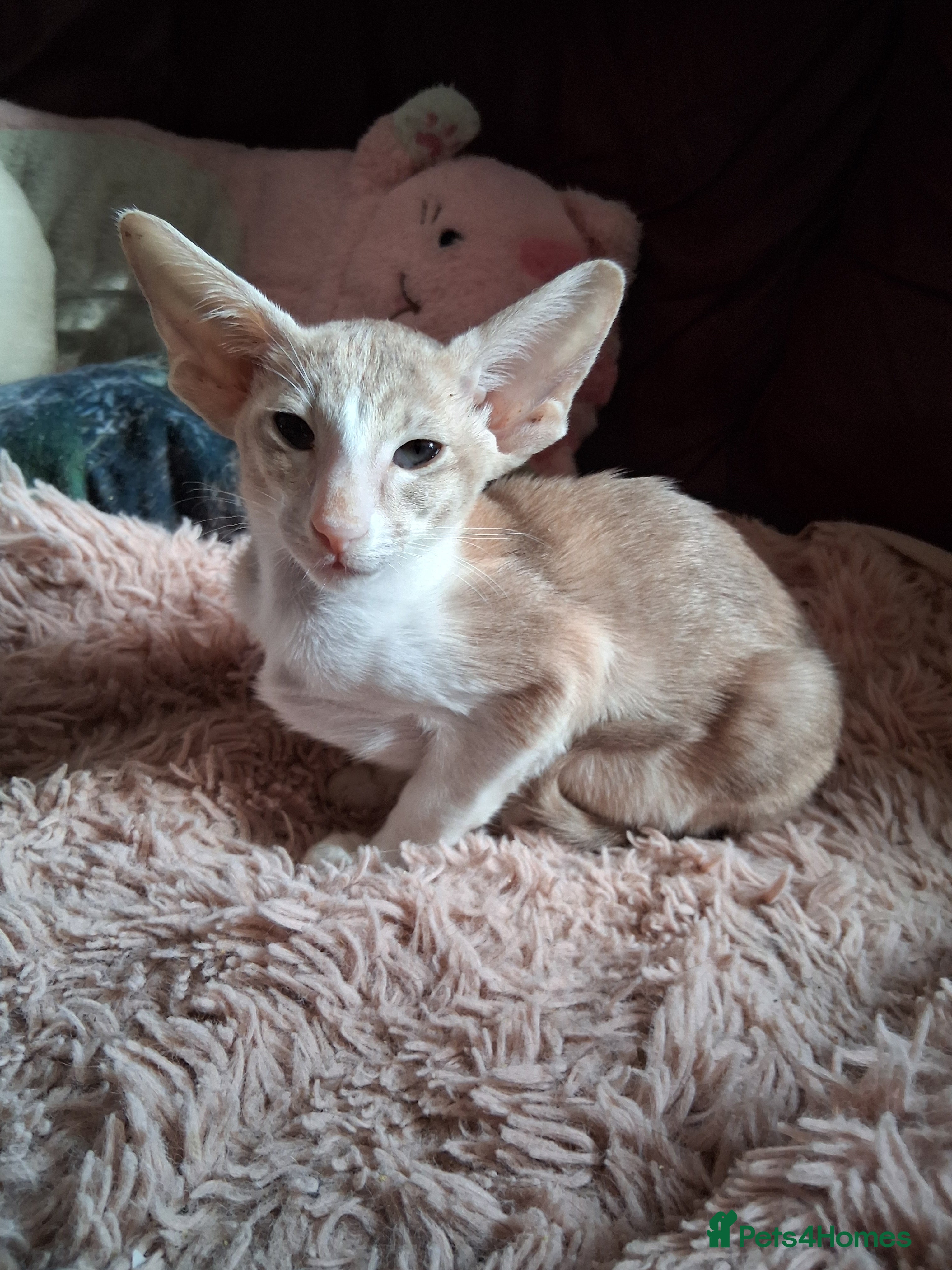 Oriental cats Stunning modern style oriental girls ready 9.3.26 - Advert 3