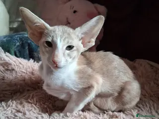 Oriental cats Stunning modern style oriental girls ready 9.3.26 - Advert 3