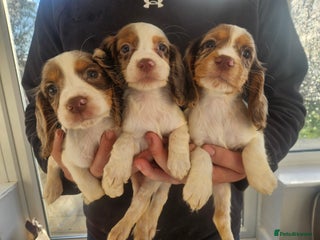 Cocker Spaniel dogs 3 Girl Working Cocker spaniel puppies - Advert 15