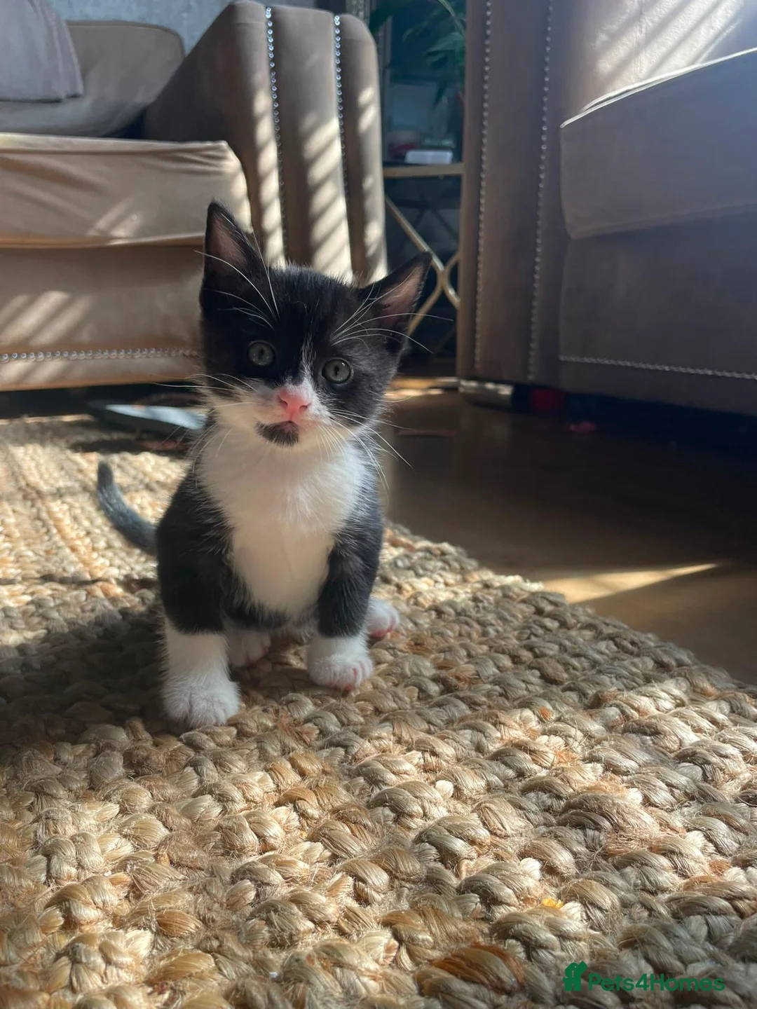 Mixed Breed cats for sale: Kittens ready for homes  - Advert 17