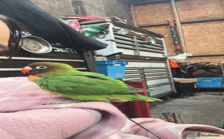 Lovebirds birds - Advert 2