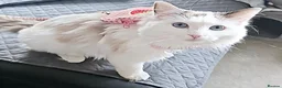 Ragdoll cats for sale: Freya Sweet and calm companion  - Advert 1