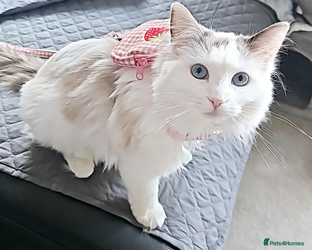 Ragdoll cats for sale: Freya Sweet and calm companion  - Advert 1