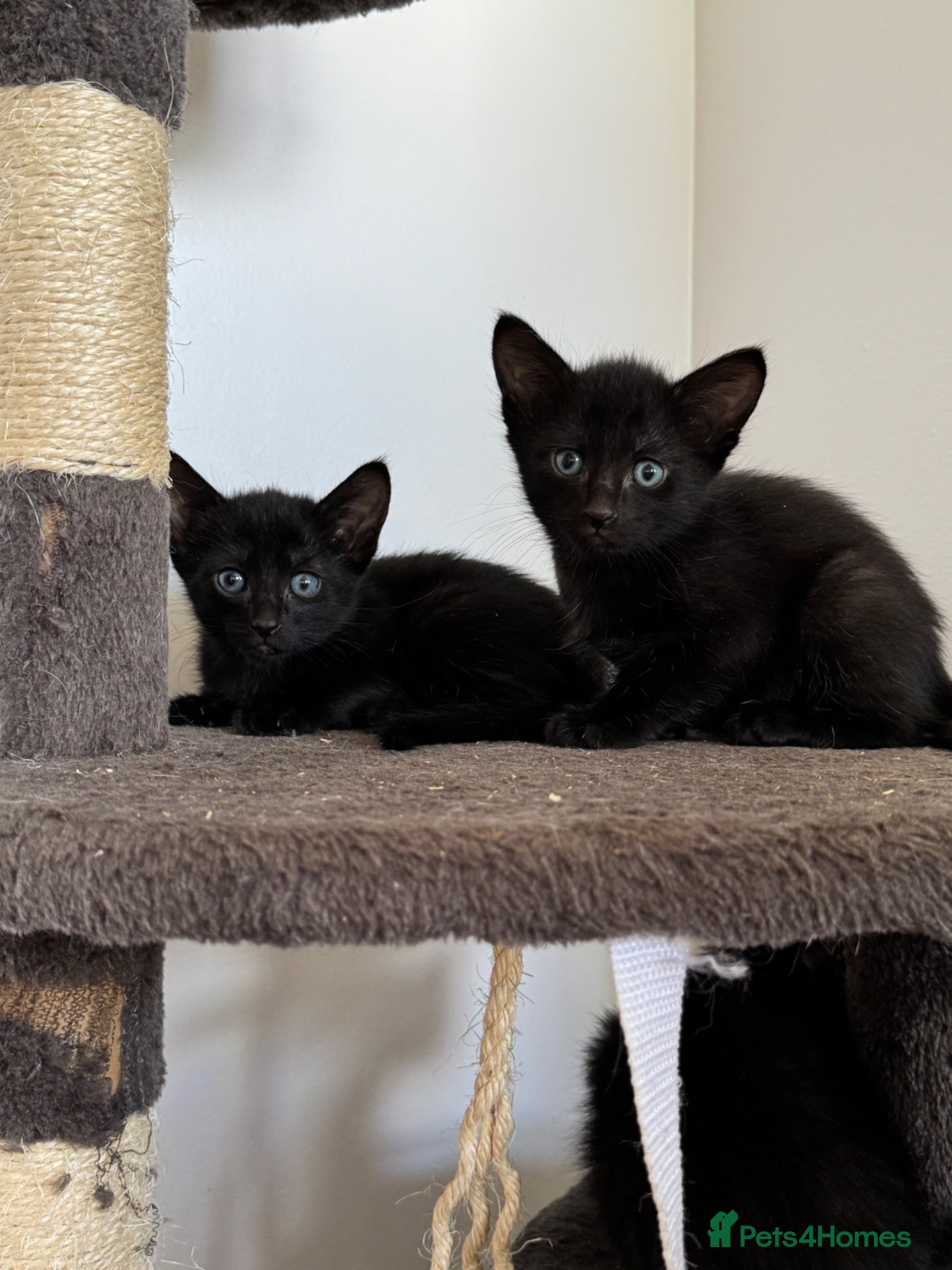 Oriental cats Oriental Kittens for sale (9 available) - Advert 1