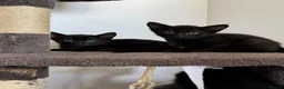 Oriental cats for sale: Oriental Kittens for sale (9 available) - Advert 1