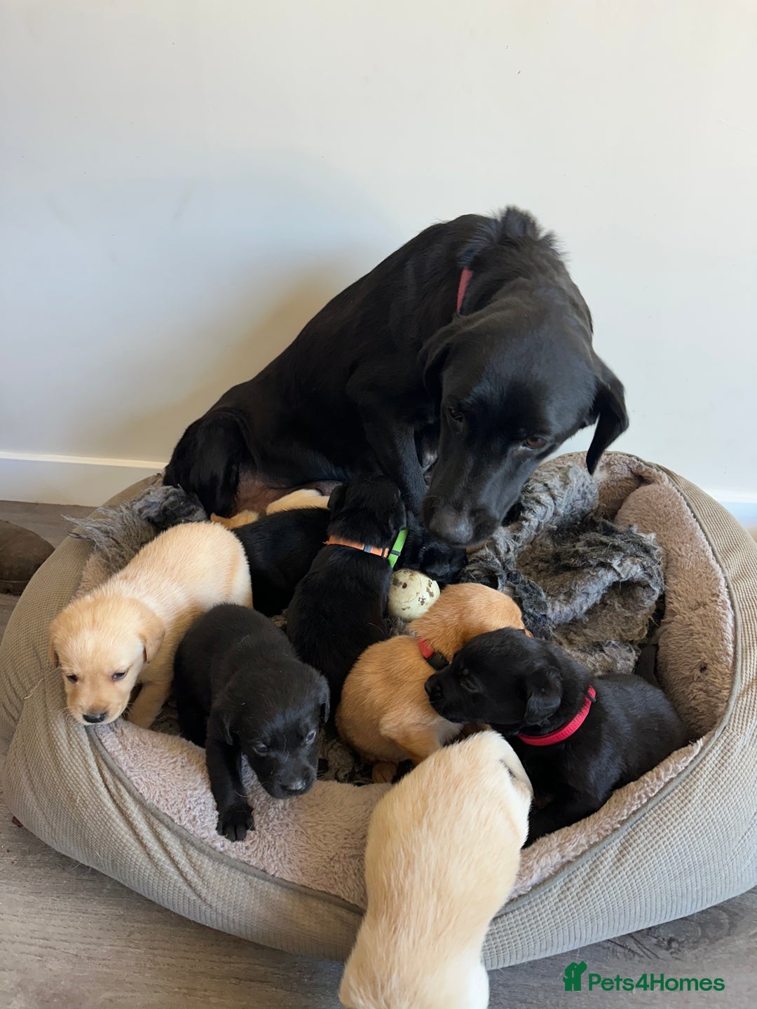Labrador Retriever dogs for sale: Health tested kc reg puppies  - Image 9