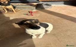 Mixed Breed dogs for sale: SNACKS - JACK RUSSELL x MINIATURE SCHNAUZER - Image 8